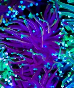 Jasmine Torch Coral Frag (C167)