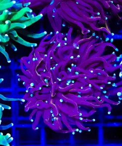 Wysiwyg Blue Tip Torch Coral Frag (C167)