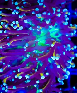 Wysiwyg Frogspawn x Torch Hybrid Coral (C169)
