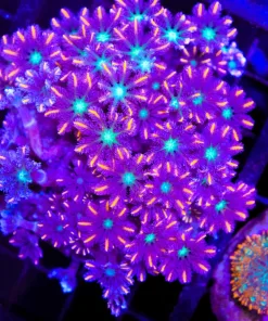 Wysiwyg Firework Clove Polyp Colony (C17)