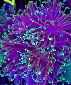Wysiwyg Torch Coral Colony (C17)