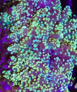 Golden Octospawn Coral (C170)