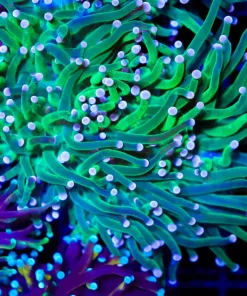 Wysiwyg Large Mandarin Swag Torch Coral Frag (C170)