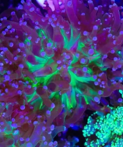 Yoshi Frogpsawn Coral (C171)