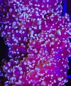 Orange Octospawn Coral (C172)