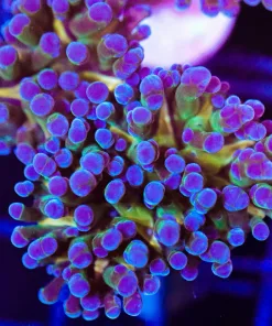Purple Kiwi Frogspawn (C173)