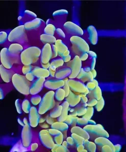 Golden Hammer Coral Frag (C174)