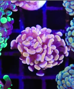Rose Gold Hammer Coral Frag (C175)
