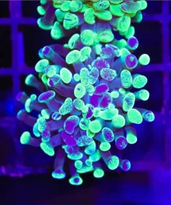 Splatter Hammer Coral Frag (C176)