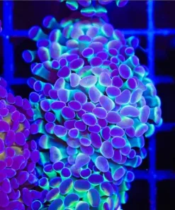 Hologram Hammer Coral Frag (C177)