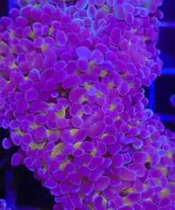Touch of Gold Purple Hammer Frag (C178)