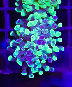 Wysiwyg Splatter Hammer Coral Frag (C178)