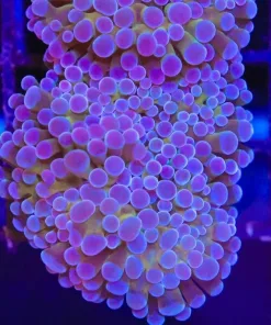 Uniquhe Hammer Coral Frag (C179)