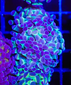 Hologram Hammer Coral Frag (C179)