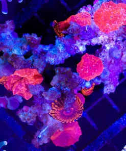 Wysiwyg Ruby Red Mushroom corals x VDM Zoas growing on old coral skeleton ! unique peice (C18)