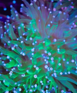 Wysiwyg Torch Coral Frag (C18)