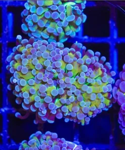 Frozen Gold Hammer Coral Frag (C180)