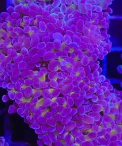 Touch of Gold Purple Hammer Frag (C180)