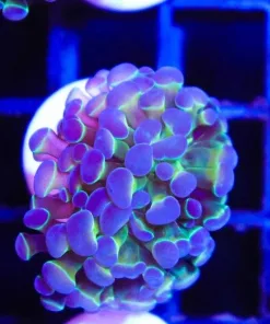 Acid Trip Hammer COral Frag (C181)