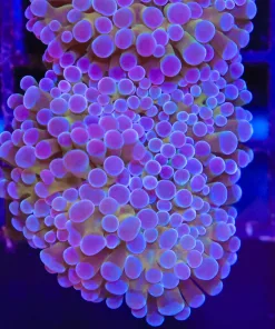 Unique Hammer Coral Frag (C181)