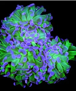 Classic Hammer Coral Frag (C182)