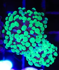 Dart Frog Hammer Coral Frag (C182)