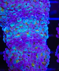 Tri Color Hammer Coral Frag (C183)