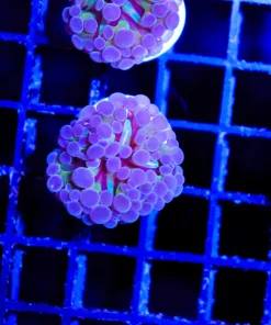 Small Hammer Coral Frag (C185)