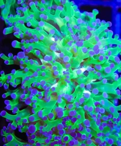 Classic Frogpsawn Coral (C187)