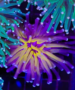 Wysiwyg Tiger Torch Coral (C19)