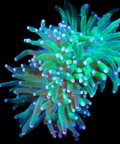 Wysiwyg Large Torch Coral Frag (C2)