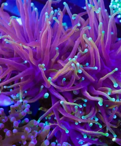 Wysiwyg Dragon Soul Torch Coral Frag (C2)