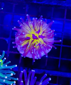 Wysiwyg Tiger Torch Coral (C20)