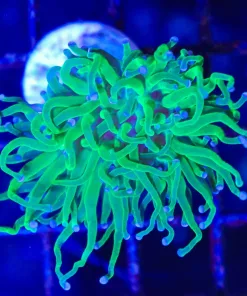 Wysiwyg Torch Coral (C21)