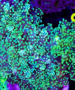 Wysiwyg Frogpsawn Coral Frag *max 1 per order* (C21)
