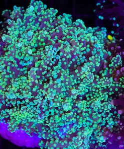 Wysiwyg Frogspawn Colony (C22)