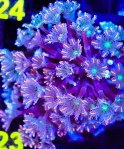Wysiwyg Firework Clove Polyp Colony (C23)