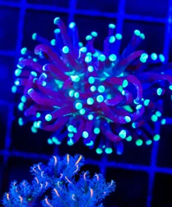 Wysiwyg Small Torch Coral Frag (C24)