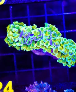 Wysiwyg Australian Splatter Hammer Coral (C24)