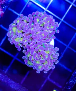 Wysiwyg Golden Purple Hammer Coral (C25)