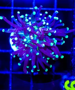 Wysiwyg Small Torch Coral Frag (C26)
