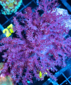 Wysiwyg Large Kenya Tree Coral Colony (C26)
