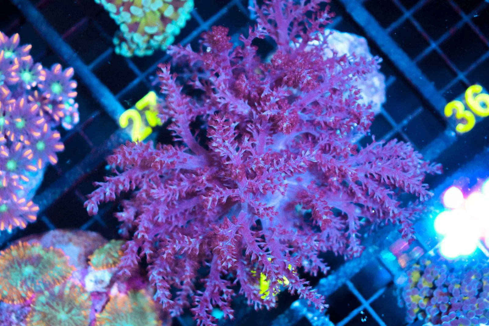 C26