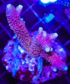 Wysiwyg Acropora Rainbow Spathulata Entire Colony *pick up / no arrive alive guarnatee sorry* (C27)
