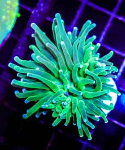 Wysiwyg Small Green Torch Coral Frag (C27)