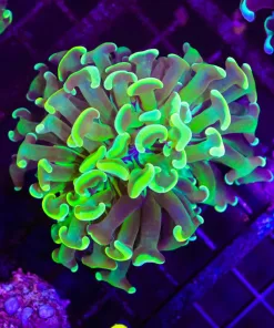 Wysiwyg Golden Hammer Coral 5 (C28)