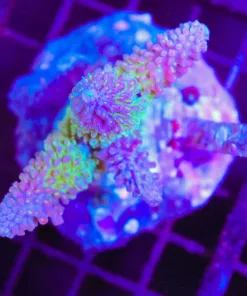 Wysiwyg Acropora Robusta Entire Colony *pick up / no arrive alive guarnatee sorry* (C29)