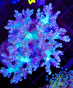 Wysiwyg Unique Blueish Nepethea Coral Colony (C29)