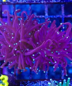Wysiwyg Torch Coral Frag (C3)