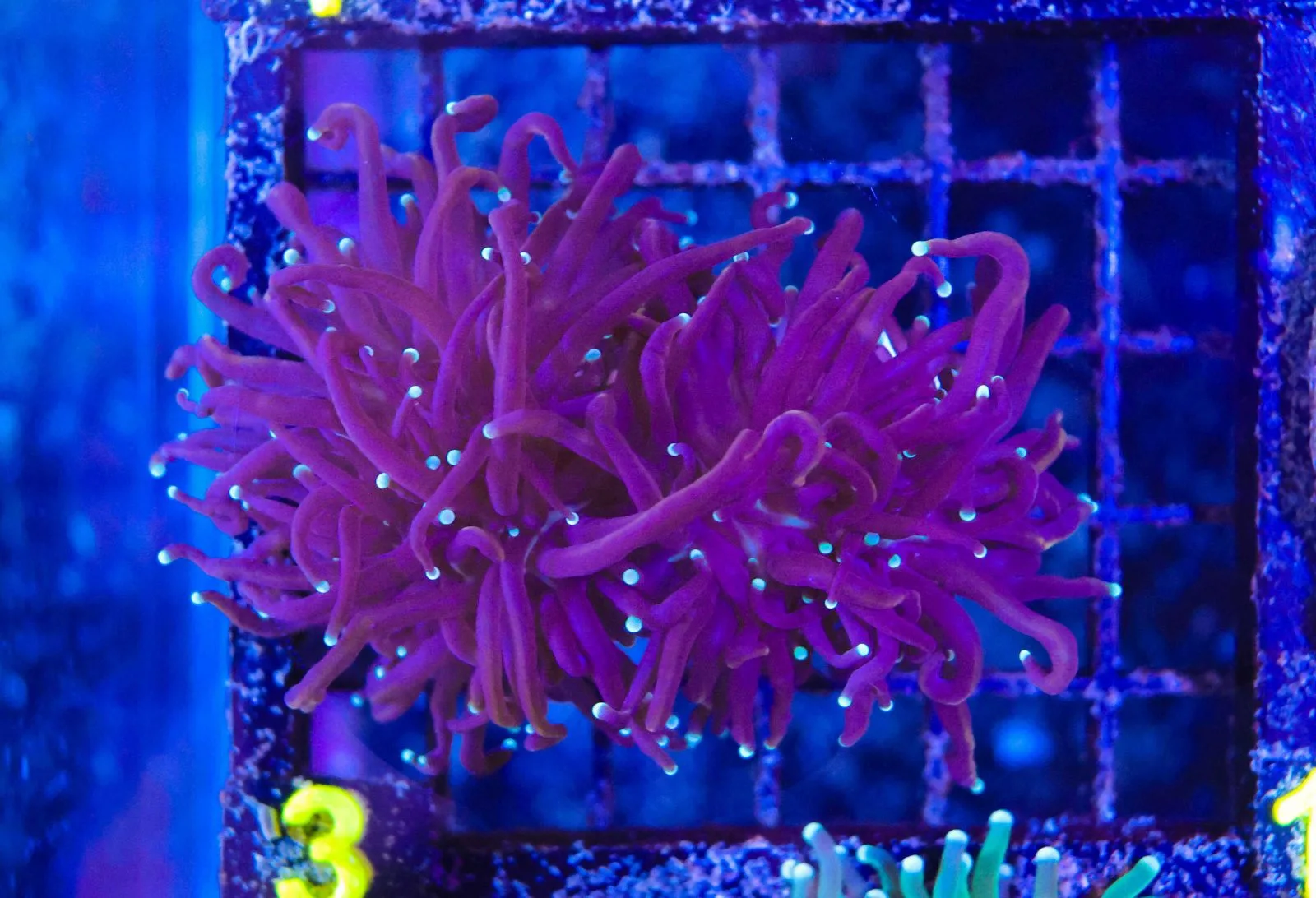 Coral様　3点おまとめ Wysiwyg Torch Coral Frag (C3) - Frag Box Corals